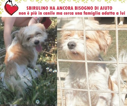 SBIRULINO_APPELLO_nuovo