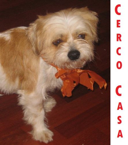 SBIRULINO_FIOCCO