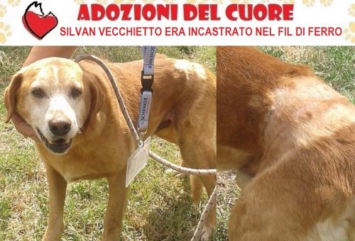 SILVAN_MIX_SITO