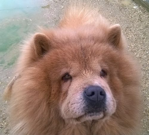 SIMBA