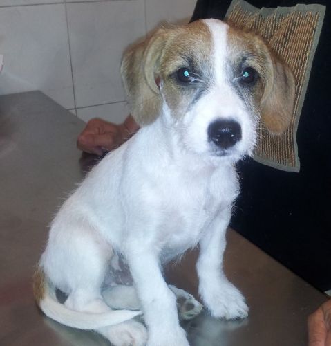 SNOOPY_copy