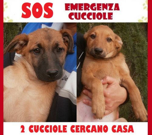 SOS_2_CUCCIOLE