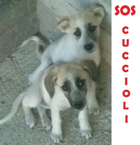 SOS_CUCCIOLI
