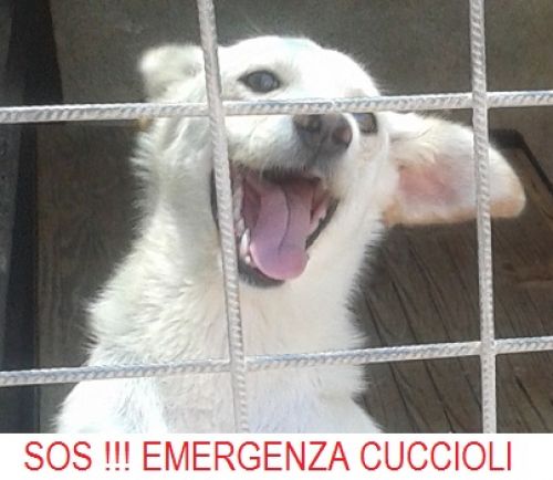 SOS_CUCCIOLI_copy_copy