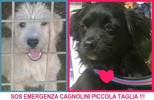 SOS_NANETTI_cucciolissimi_copy