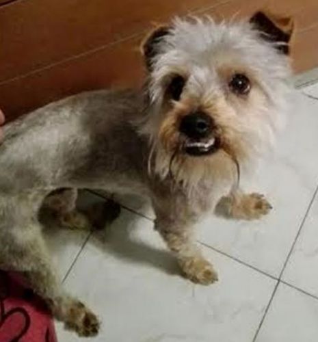 SWIFFER1