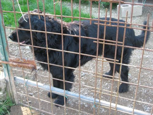 Cucciolissimi Adozione Cani e Gatti