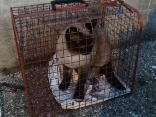 Siamese_maschio