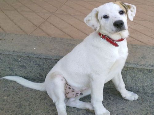 Snoopy