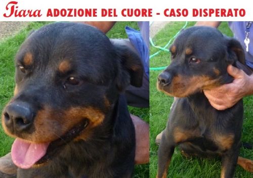 TIARA_SOS_cucciolissimi