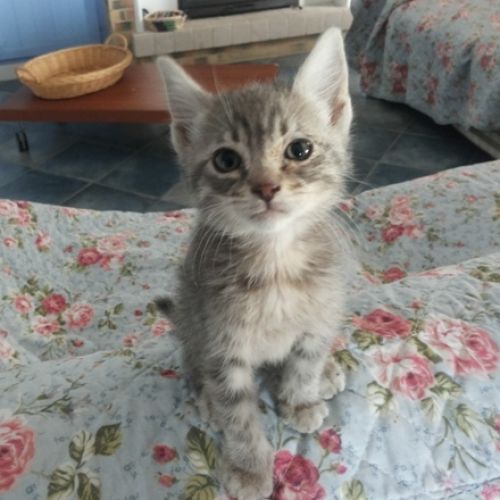 TINO