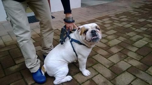 TITO