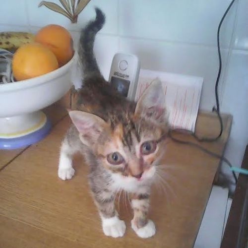 Tigre