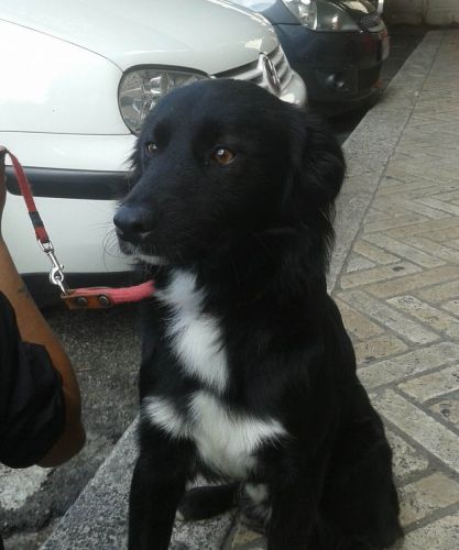 Toby2_copy_copy