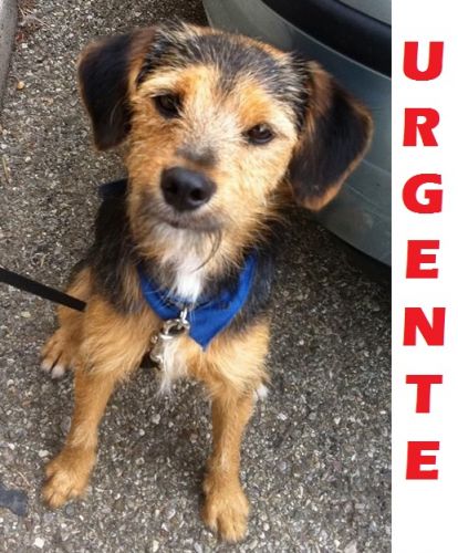 URGENTE_SPINONCINO