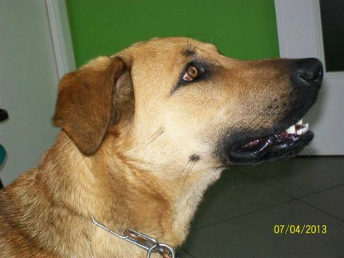 Ulisse