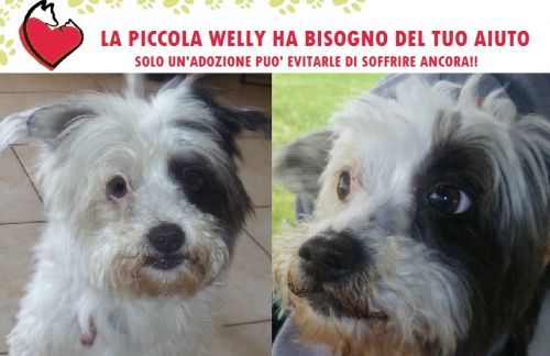WELLY_APPELLO_CUCCIOLISSIMI