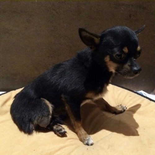achille_CHIHUAHUA