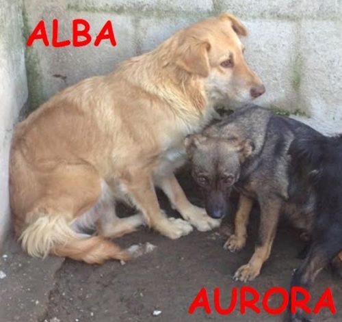 alba_aurora
