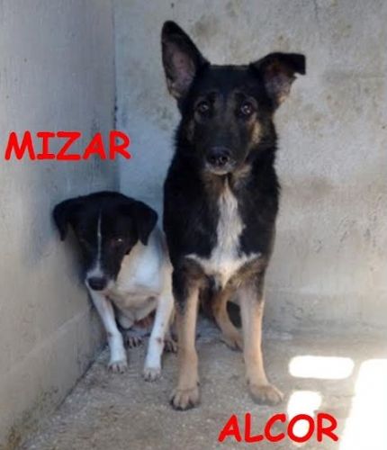 alcor_mizar