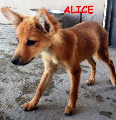 alice_ellen1