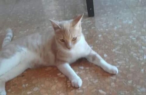 alvin3_copy