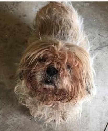 ambrogio