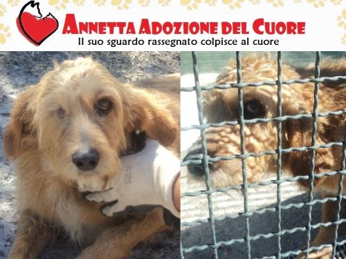 annetta_cucciolissimi