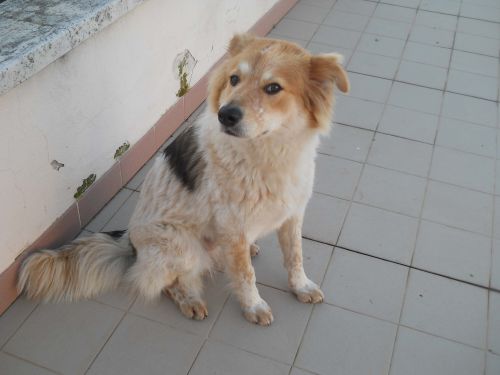 annie_cp_N4339