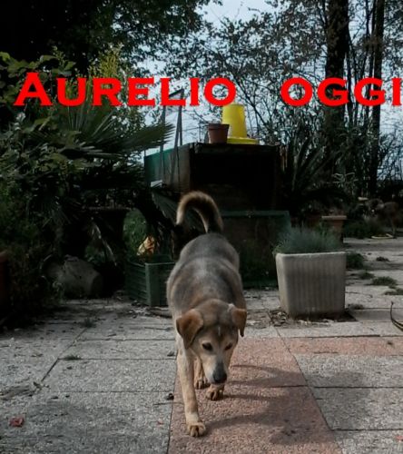 aurelio_oggi_1