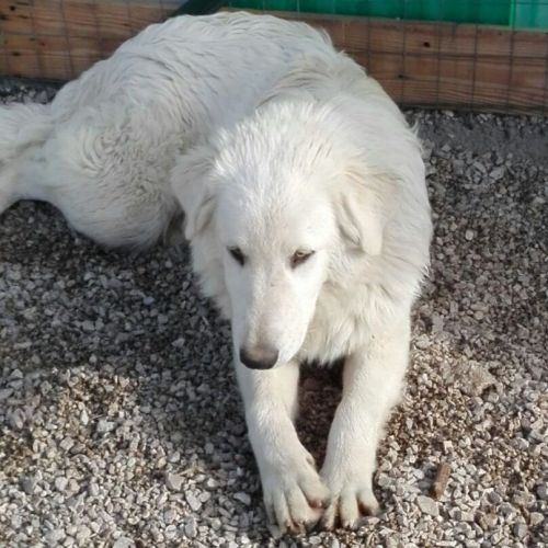 baloo_15890