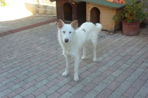 balto1