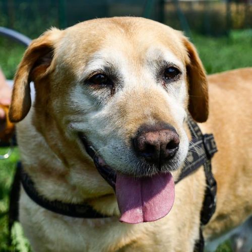 balu_labrador