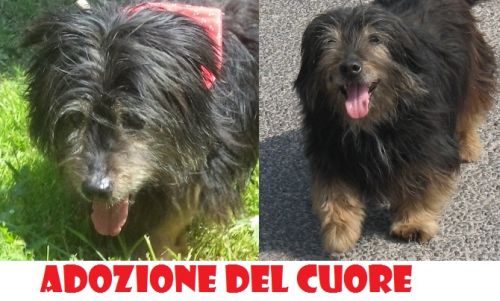 bartolo_appello