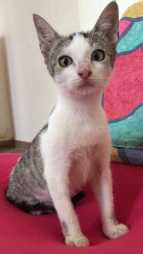 batuffolino