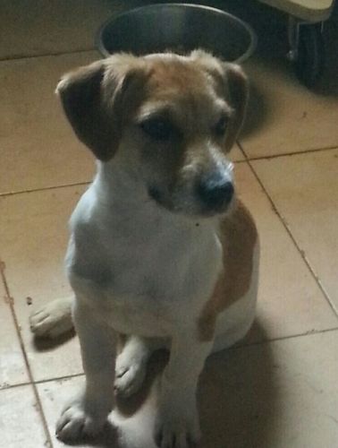 beagle-breton