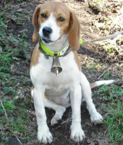 beagle_4484