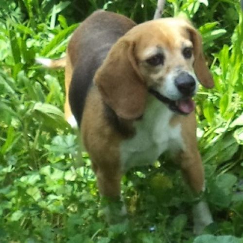 beagle_pomezia3