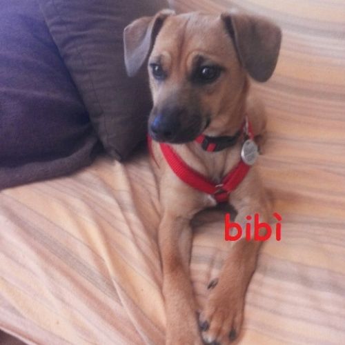 bibi