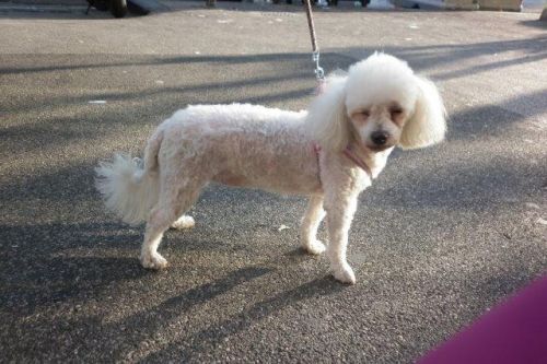 bichon_Frise2