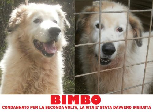 bimbo_new