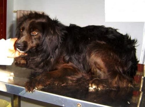 black-cagnolino-che-aspetta-che-il-suo-padrone-torni_41173_1