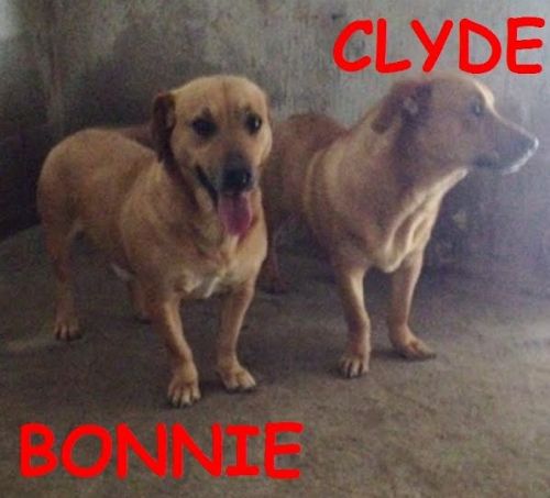 bonnie_clyde