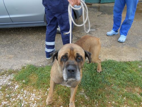 boxer1