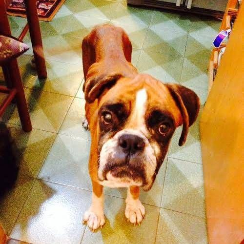 boxer__aco