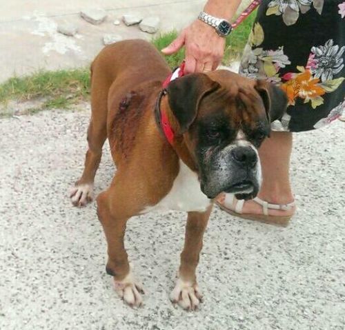 boxer_anziano