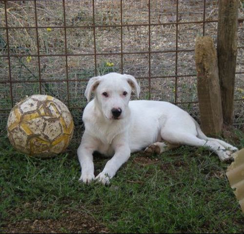 brando_Pet_Village