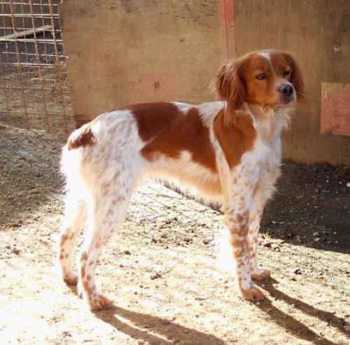bretoncina-pet_village