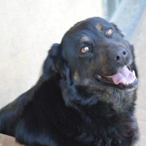 cagnolone_bg_2
