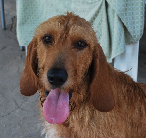 Cucciolissimi Adozione Cani e Gatti